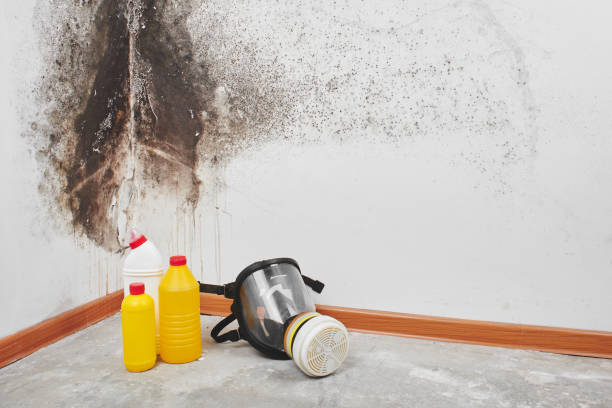Best Crawl Space Mold Removal  in Benton Park, CA