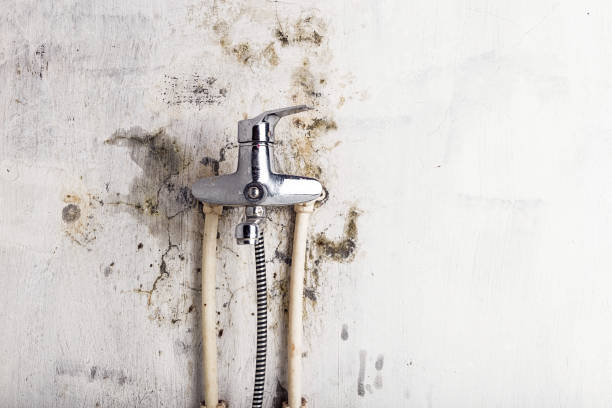 Best Mold Removal Company Near Me  in Benton Park, CA