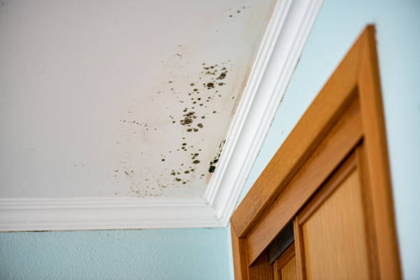 Best Black Mold Removal  in Benton Park, CA