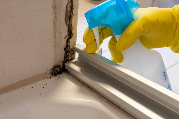 Best Mold Cleaning Services  in Benton Park, CA