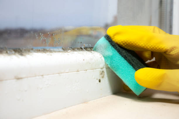Best Residential Mold Removal  in Benton Park, CA