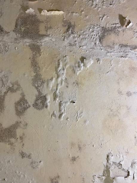 Reliable Benton Park, CA Mold Removal Solutions