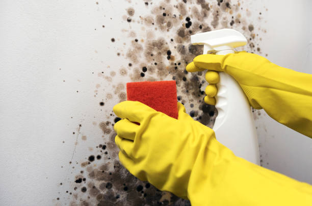 Best Affordable Mold Removal  in Benton Park, CA